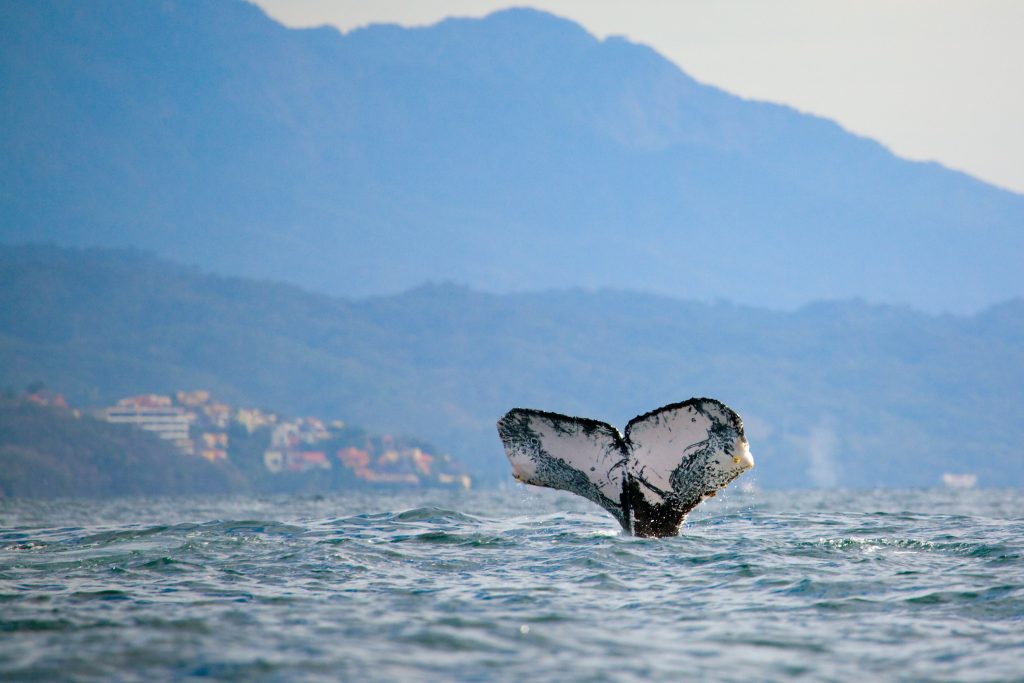 A white and navy whale tale sticking out of the sea.