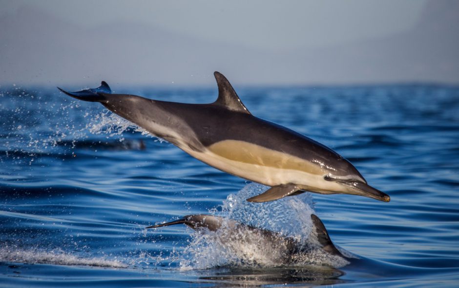 Los delfines saltan del agua: el kayak en Ciudad del Cabo debería estar en su lista de deseos de África 2023