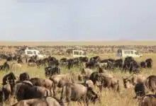 Zambia Safari Packages