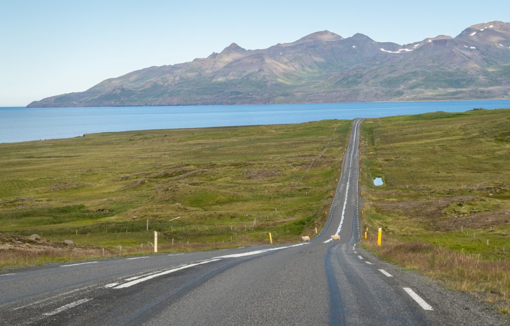 A long straight road leading downhill to a fjord in Iceland. Two sheep cross it in the distance.
