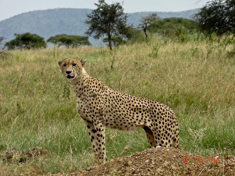 Guepardo del Serengeti