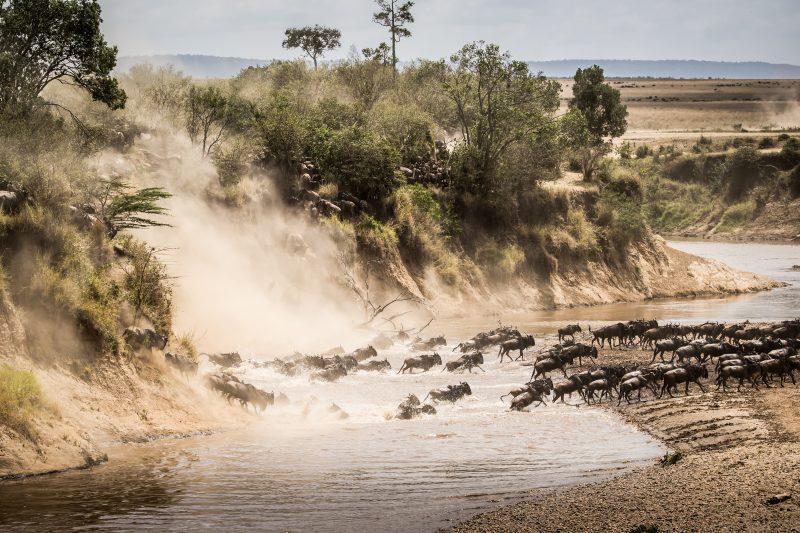 Migración de ñus Serengeti Tanzania