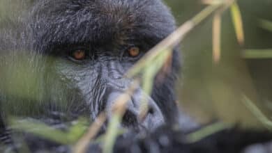 Uganda y Ruanda - Gorilla Trekking y más