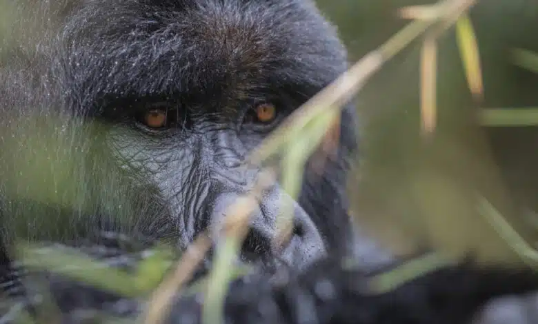 Uganda y Ruanda - Gorilla Trekking y más