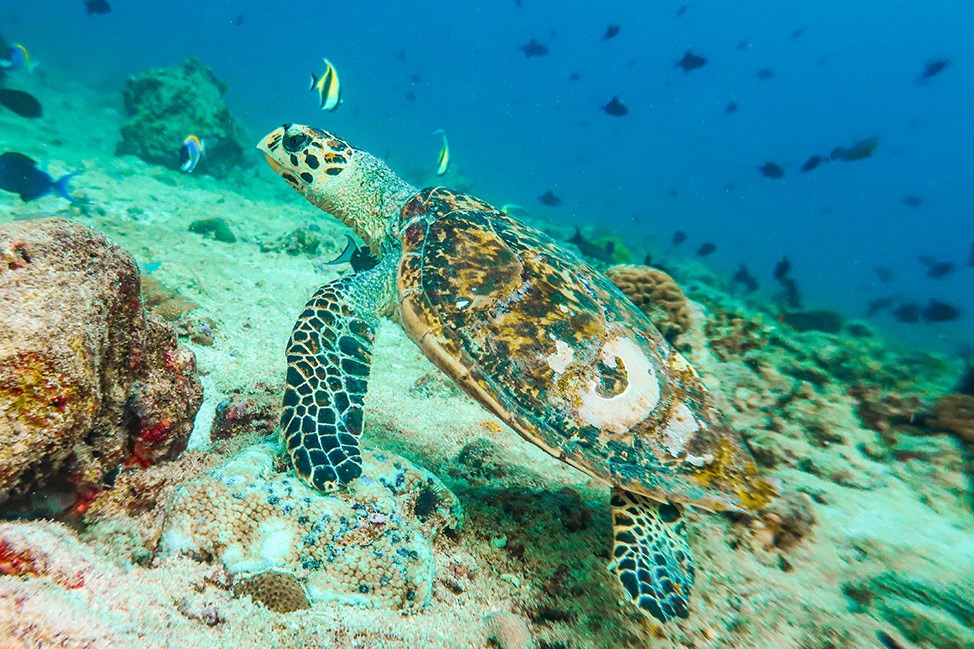 Sea turtle swimming on the ocean floor, Maldives