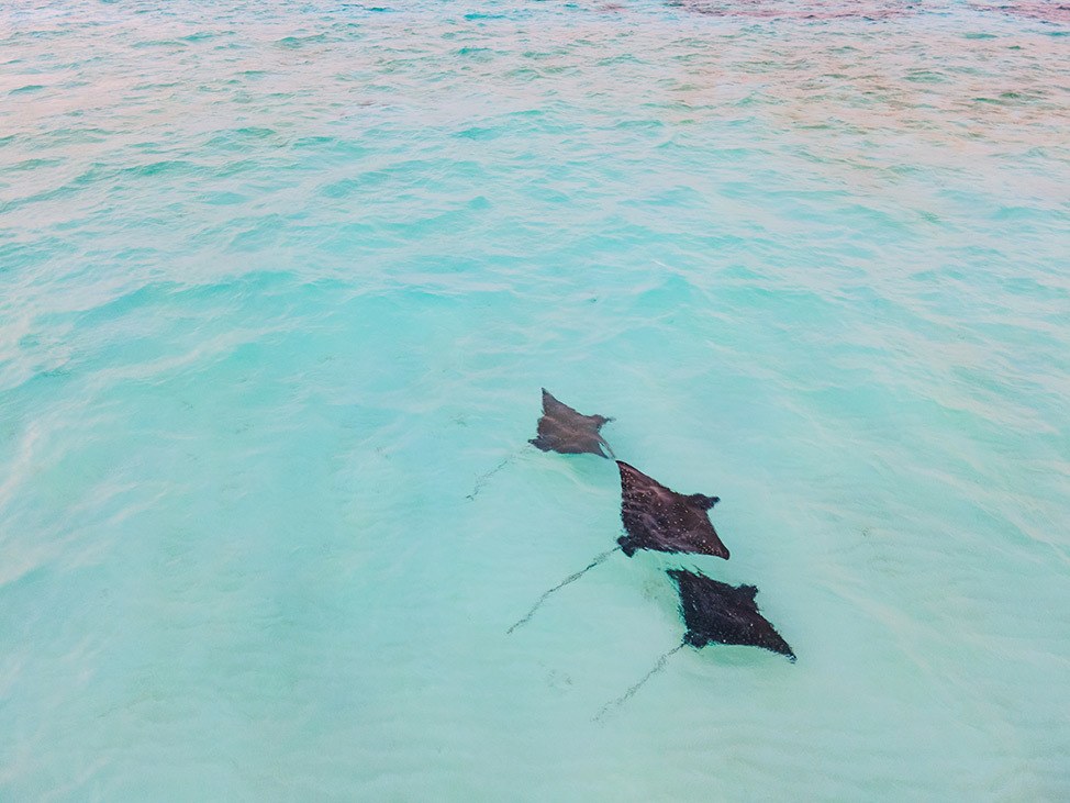Three stingrays swimming in the clear blue water, Maldives