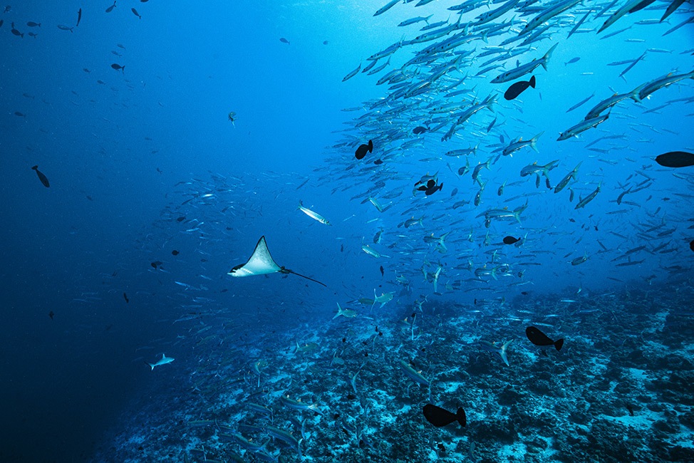 Rayas nadando con escuela de peces, Maldivas