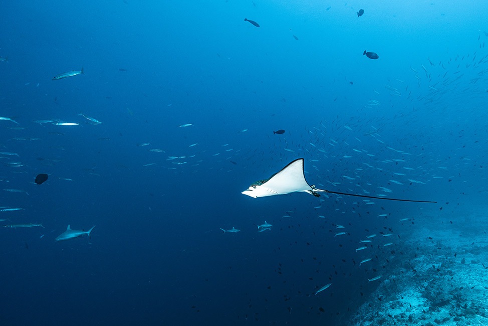 Stingray nadando en mar abierto, Maldivas