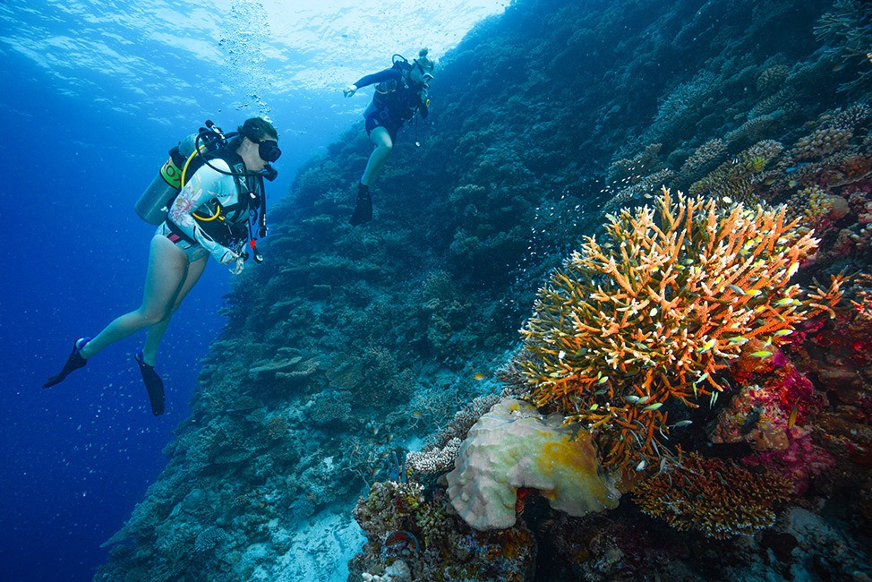 Los buceadores admiran los coloridos arrecifes de coral, Maldivas