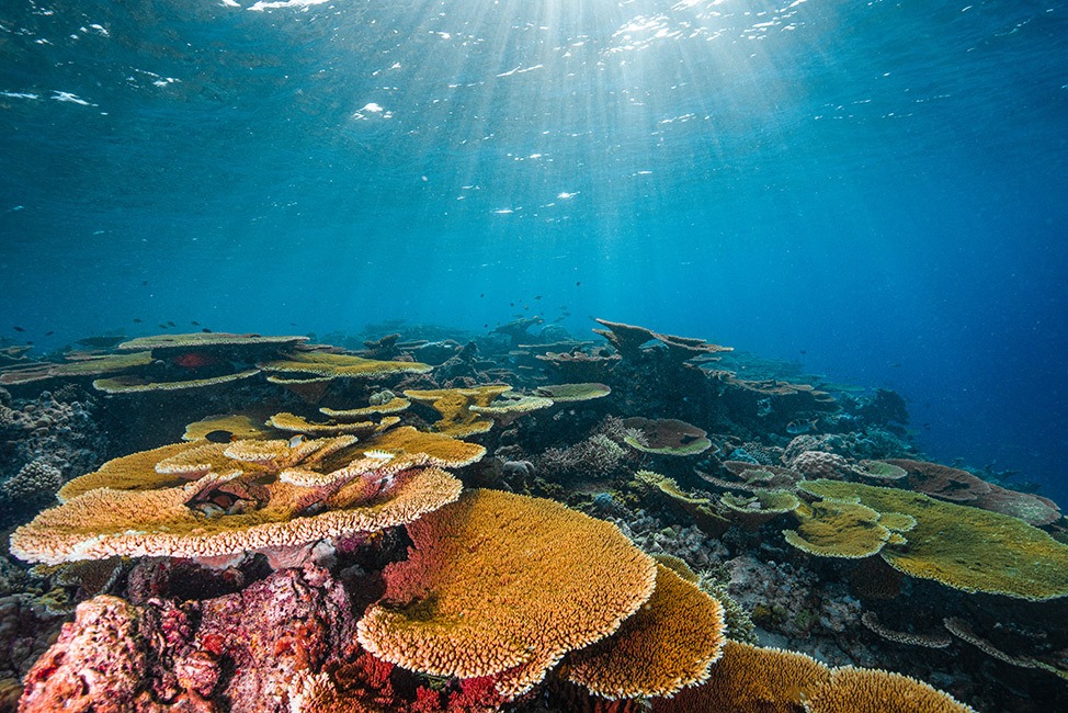 Coral amarillo soleado al otro lado del océano, Maldivas