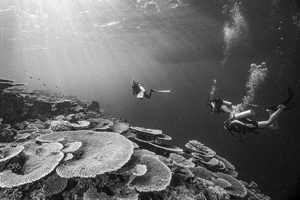 Buzos nadando en arrecifes de coral redondos, en blanco y negro, Maldivas
