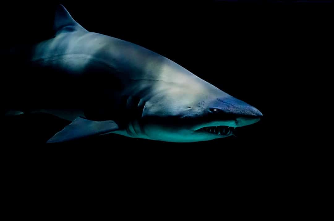 Aventuras de buceo en jaulas de tiburones en Australia