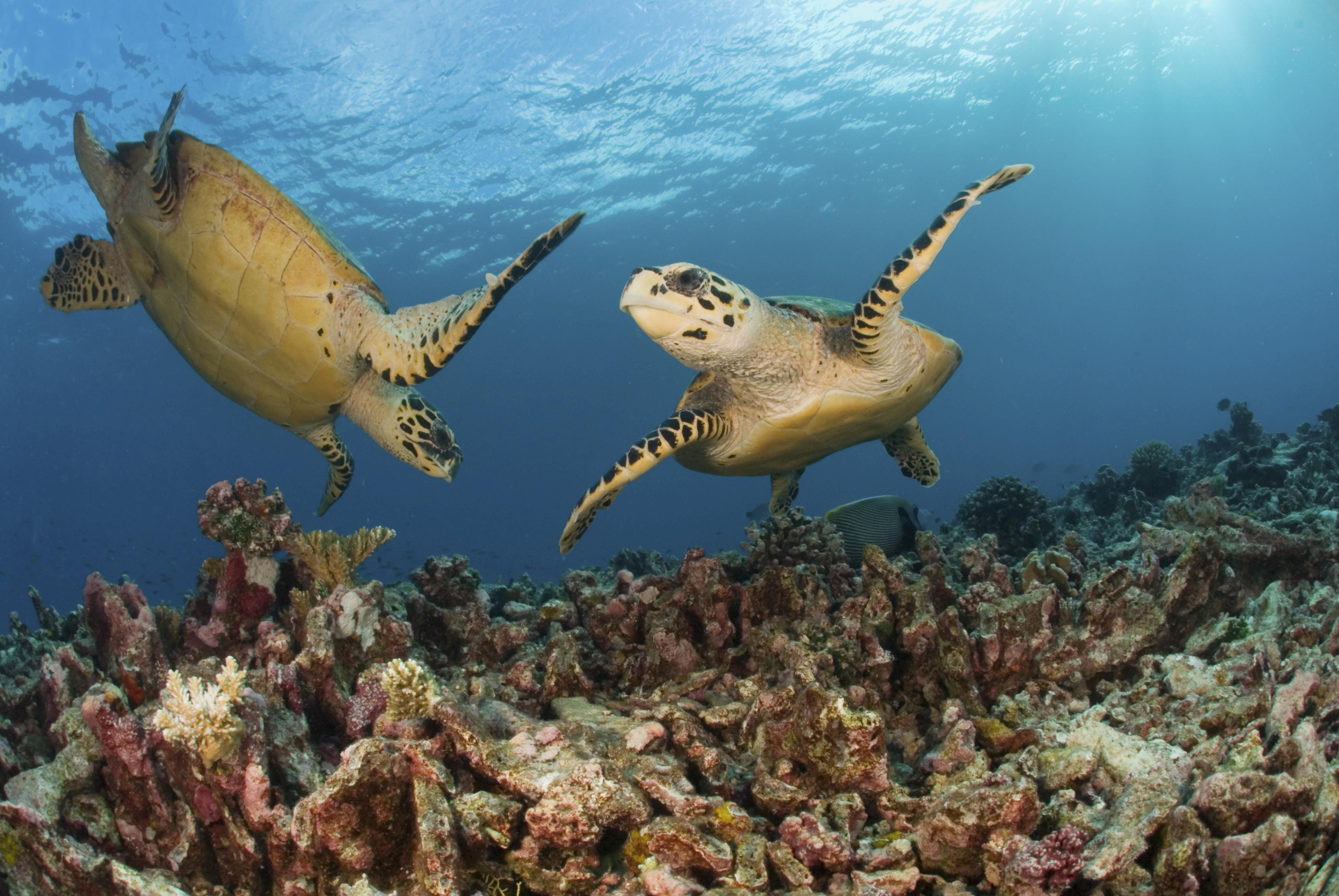 La vida marina submarina de Mozambique - tortugas