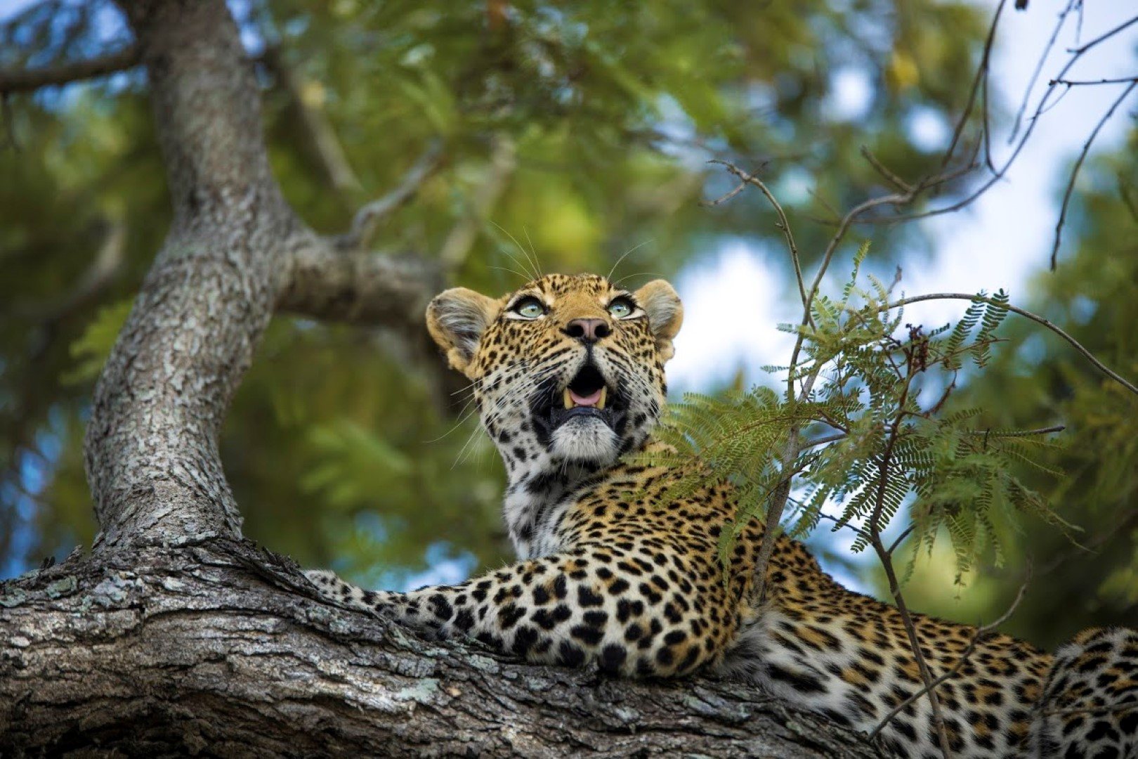 Leopardo en un árbol en Silvan Safari en Sabi Sand