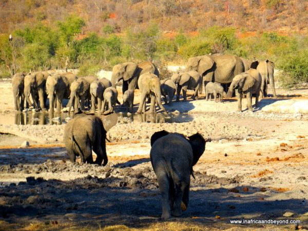 Santuario de caza de elefantes Madikwe