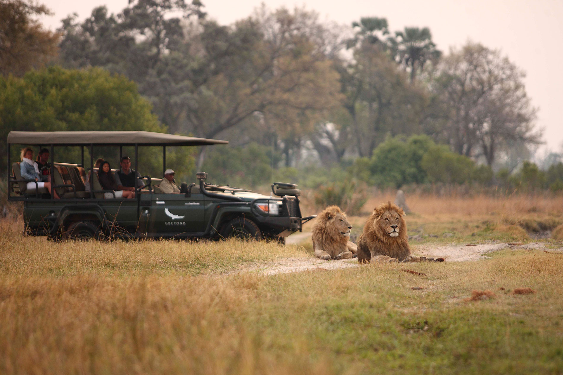 Observa leones en su hábitat natural.