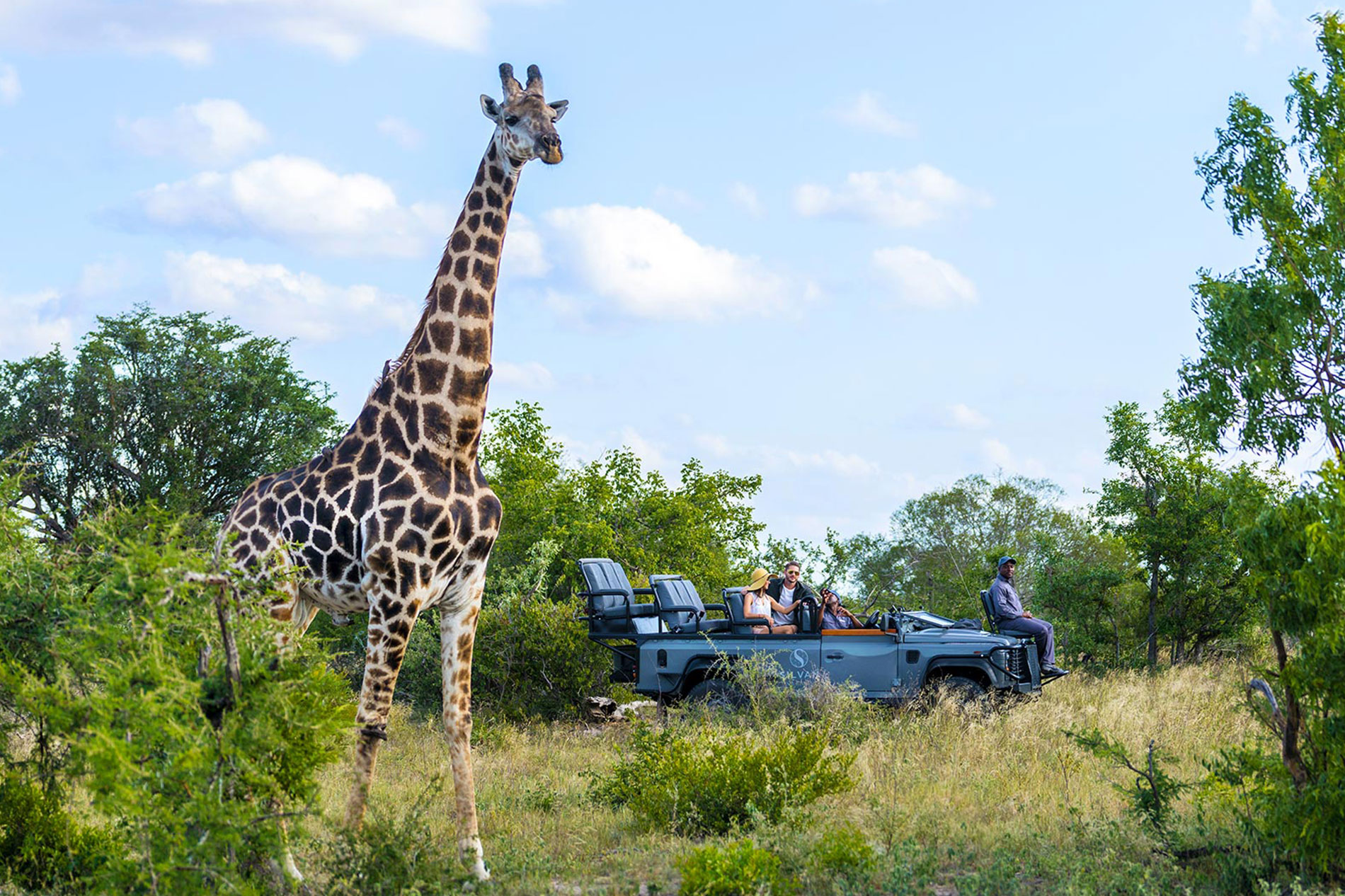 bosque safari actividades safari vida silvestre jirafa
