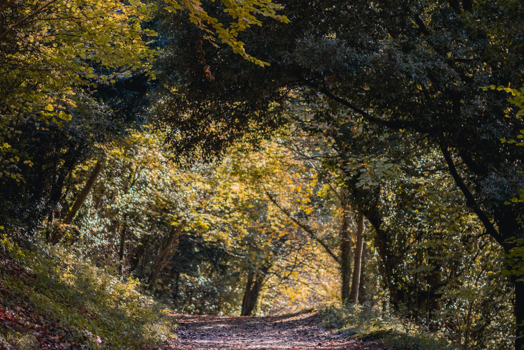 Follaje de otoño en el bosque de Sussex