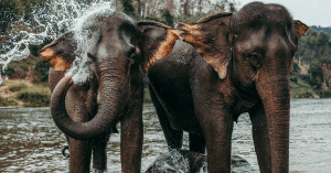 elefantes - foto antigua
