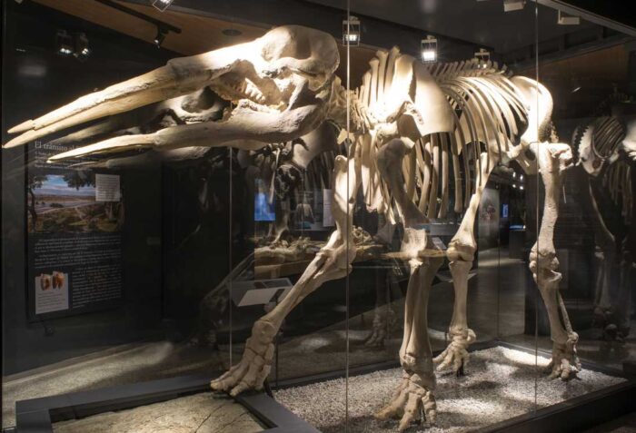 Museo Arqueológico Regional Alcalá de Henares - esqueleto