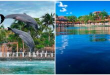 Nado con Delfines en Riviera Maya